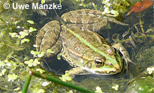 Seefrosch: Jungtier.