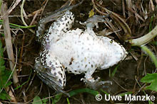 Teichfrosch: Bauchseite.