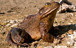 Ochsenfrosch (allochton)