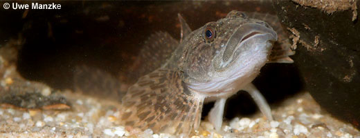 Bild 9 / 9: Fische - z.B. Groppe