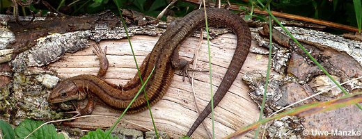 Bild 7 / 9: Reptilien - z.B. Waldeidechse