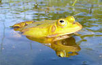 Kleiner Wasserfrosch