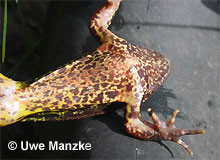 Grasfrosch: Bauchfärbung - starke Marmorierung.