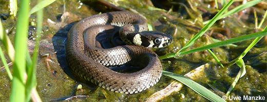 Bild 6 / 9: Reptilien - z.B. Ringelnatter