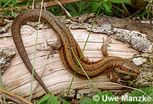 Echsen Sauria Nabu Landesfachausschuss Feldherpetologie