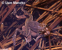 Springfrosch: Amplexus.