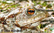 Erdkröte: Portrait, Auge.