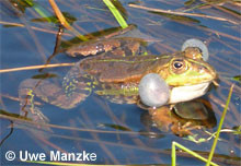 Teichfrosch: rufendes Männchen.
