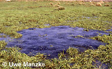 Grasfrosch: durch Drainage trockengefallene Laichballen (> 500).