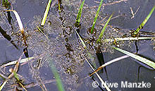 Seefrosch: Laichballen.
