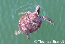 Grüne Schildkröte, (c) Thomas Brandt