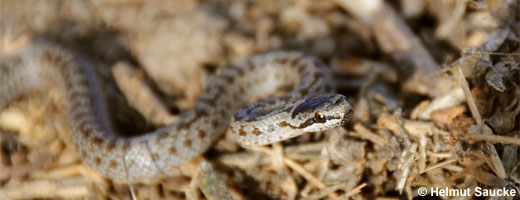 Bild 5 / 9: Reptilien - z.B. Schlingnatter