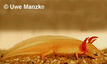 Neotener Teichmolch.