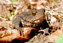 Erdkröte: Männchen.