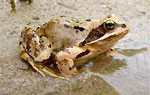 Grasfrosch