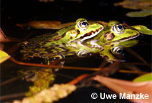 Teichfrosch: Klammerpaar.