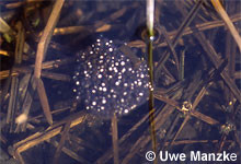 Springfrosch: frisch abgesetzter Laichballen.