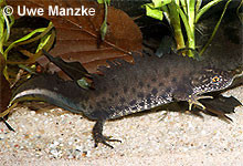 Kammmolch: Männchen.