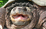 Schnappschildkröte und Geierschildkröte