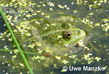 Seefrosch: Portrait Weibchen.