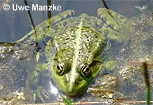 Seefrosch: Männchen.