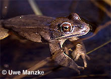 Springfrosch: Portrait Männchen.