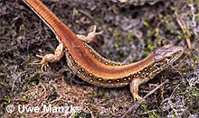 Zauneidechse: Weibchen der rotrückigen Farbform ("Erythronotus-Mutante").