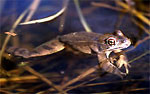 Springfrosch