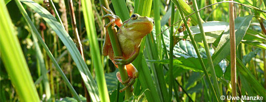 Bild 3 / 9: Amphibien - z.B. Laubfrosch