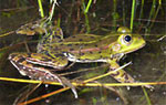Teichfrosch