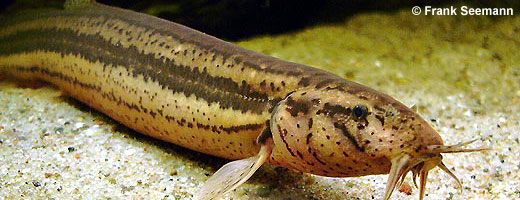 Bild 8 / 9: Fische - z.B. Schlammpeitzger