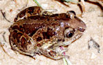 Knoblauchkröte