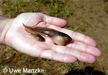 Teichfrosch: Riesen-Larve und normale Larve.