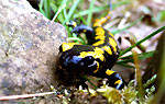 Feuersalamander