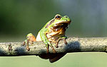Laubfrosch