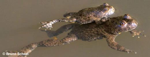 Bild 4 / 9: Amphibien - z.B. Gelbbauchunke