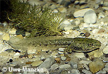 Seefrosch: Kaulquappe.