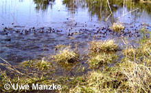 Grasfrösche bei der Balz.