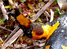 Gelbbauchunke: Brunftschwiele eines Männchens.