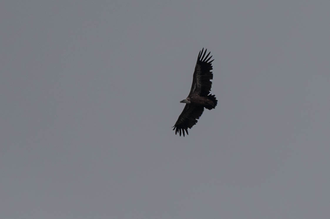 Gänsegeier haben bis zu drei Meter Flügelspannweite