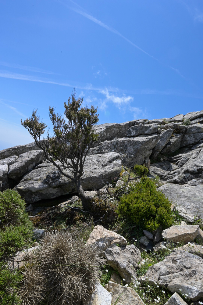  Monte Capanne; in grosser Höhe wächst nur noch der Wachholder