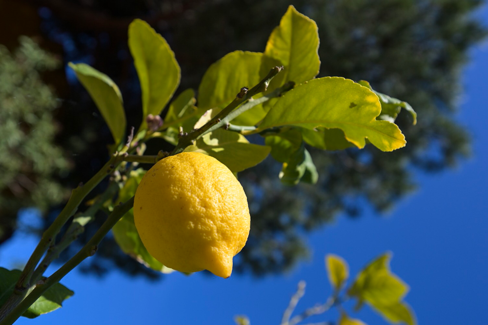 Zitrone im Garten