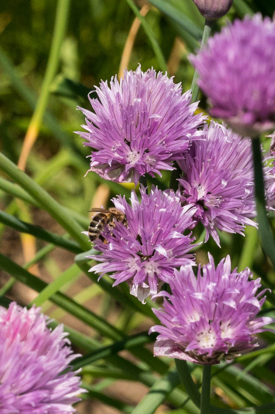 Schnittlauchblüte