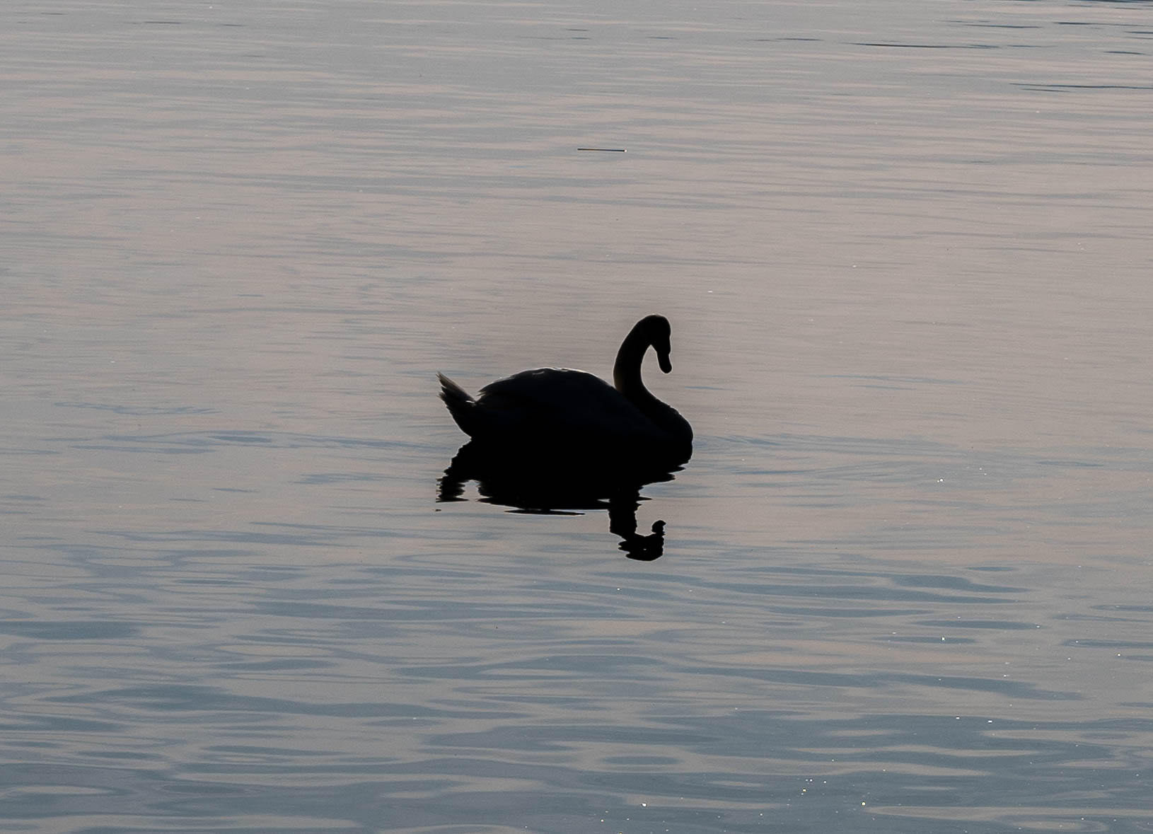 Schwan im Gegenlicht