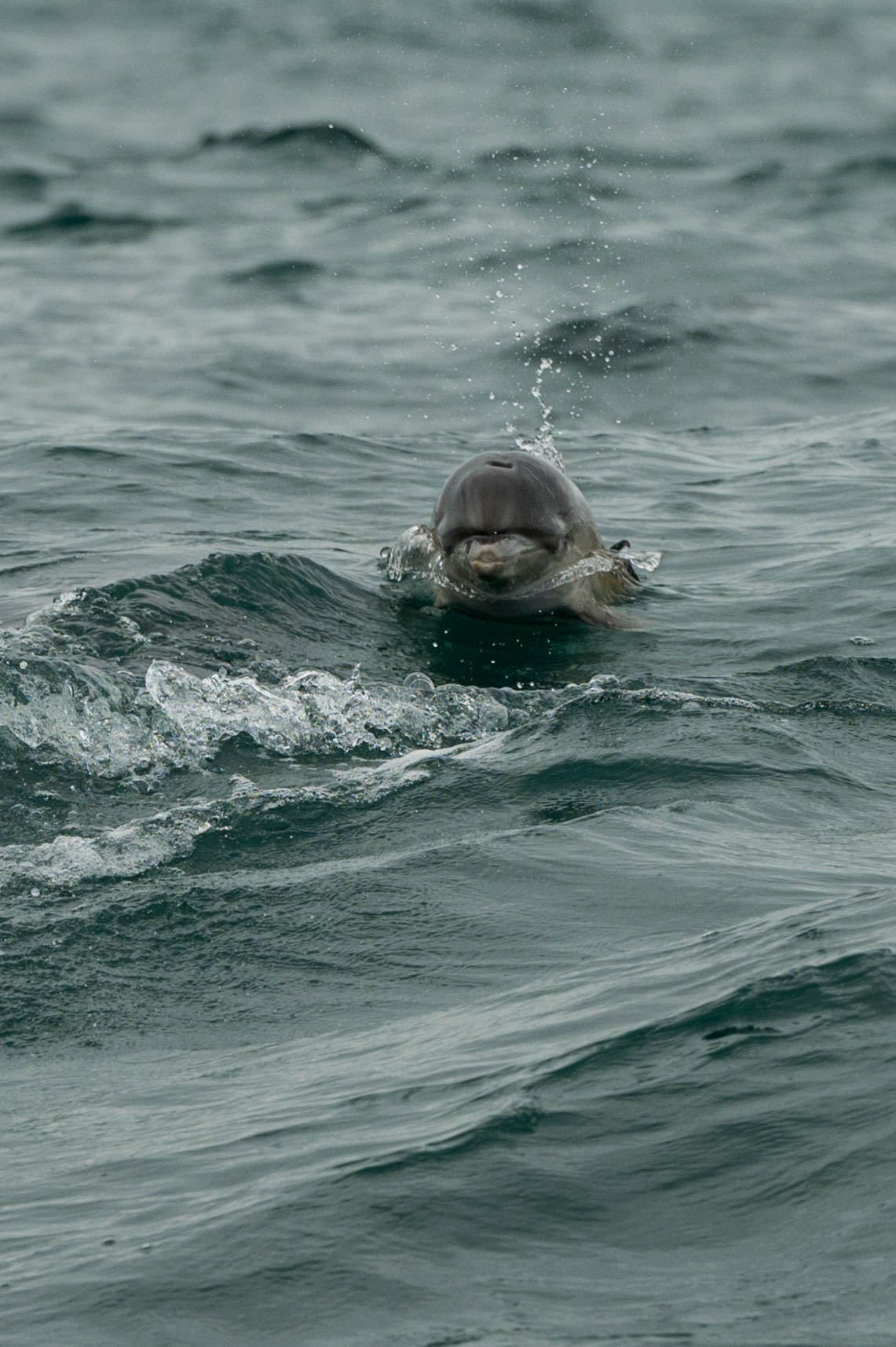 Common Dolphins