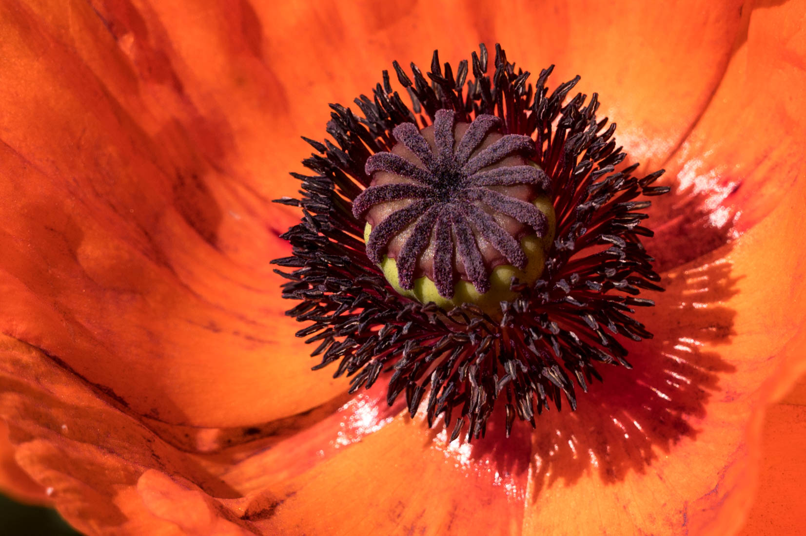 Mohn