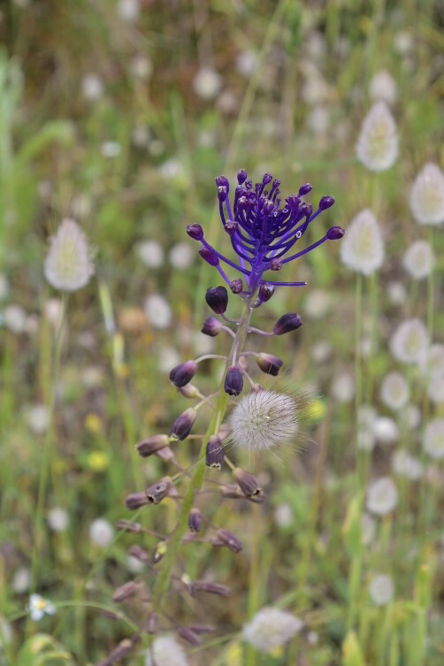zierliche Blume