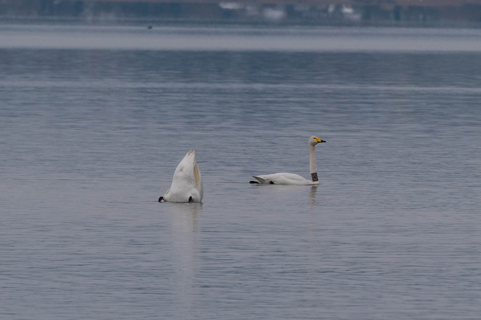Singschwan mit Halsring