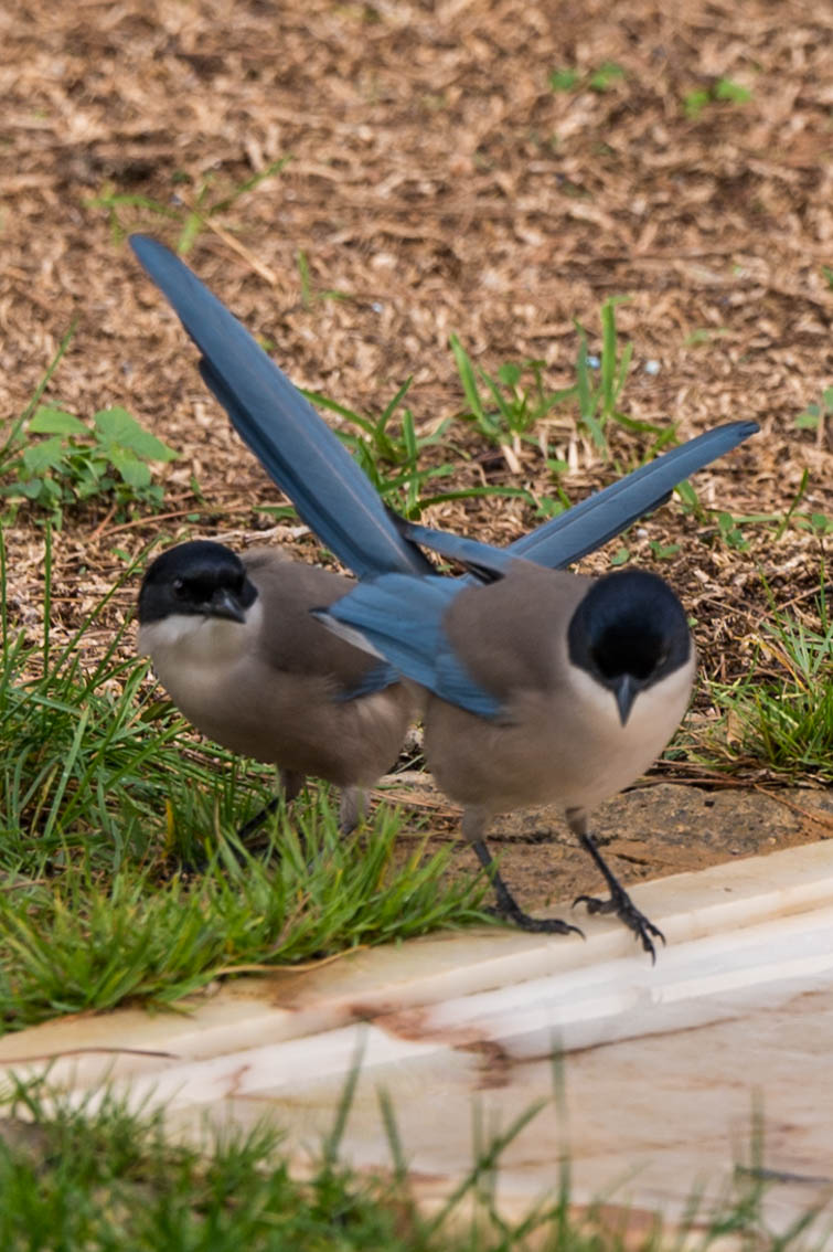 Blauelstern