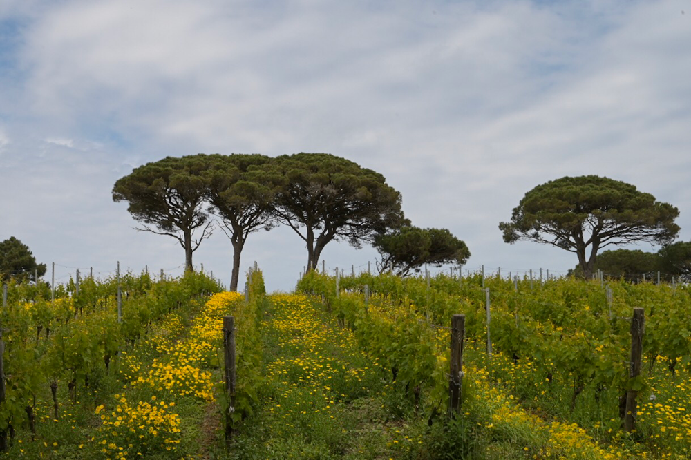 Weingut auf dem Monte Calamita